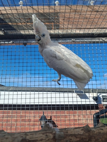 DuCorps Cockatoos Bonded Pair