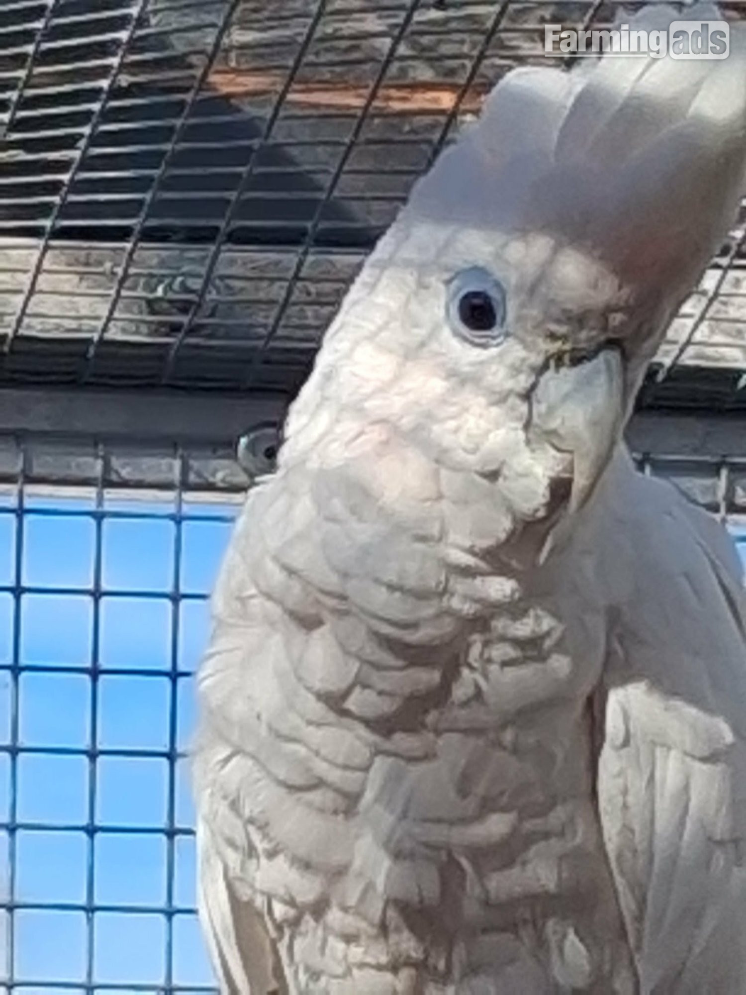 DuCorps Cockatoos Bonded Pair 
