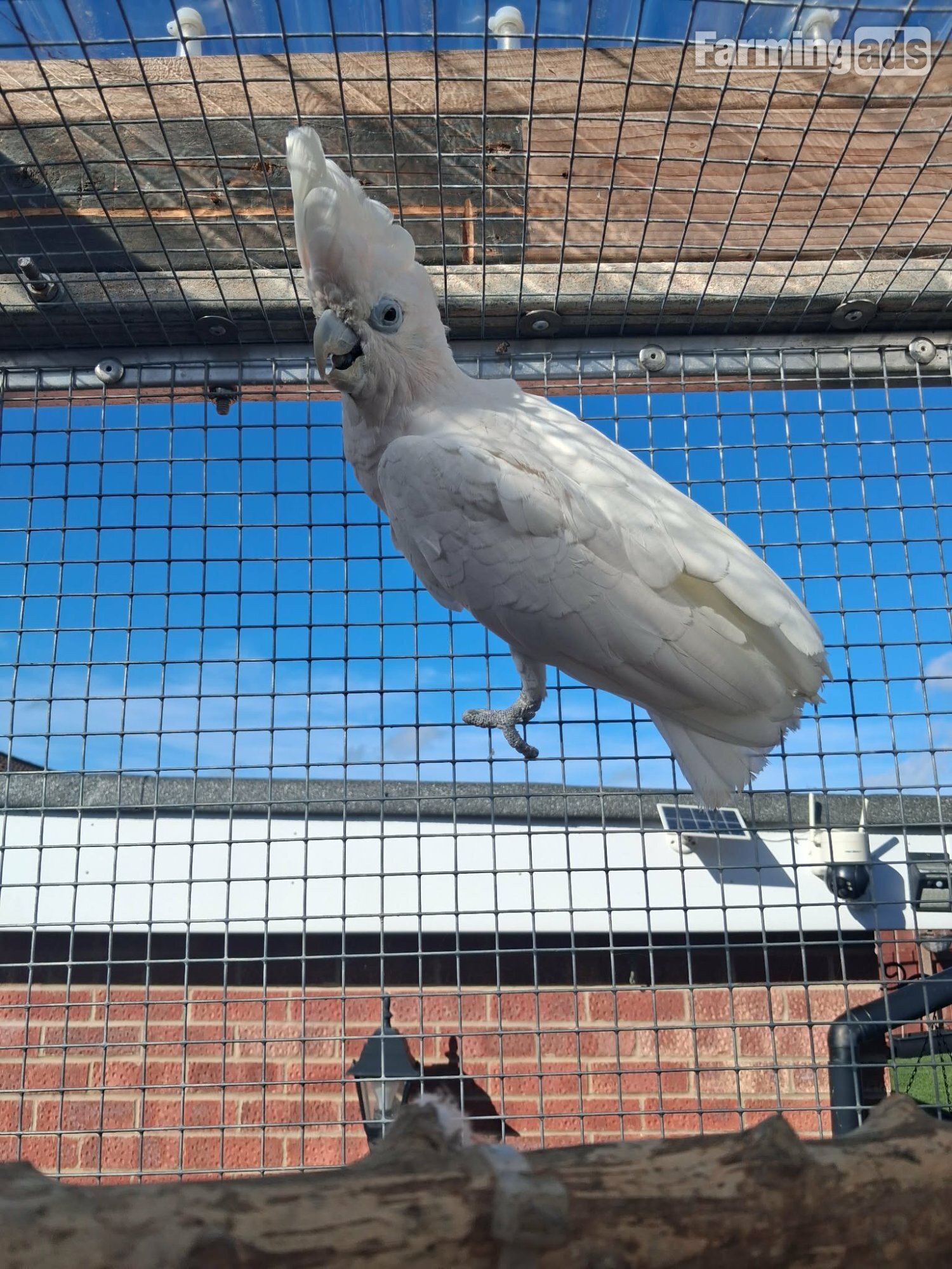 {CATEGORY} - DuCorps Cockatoos Bonded Pair