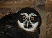 Spectacled Owl for sale