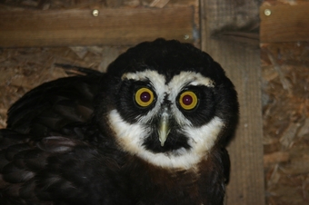 Spectacled Owl for sale