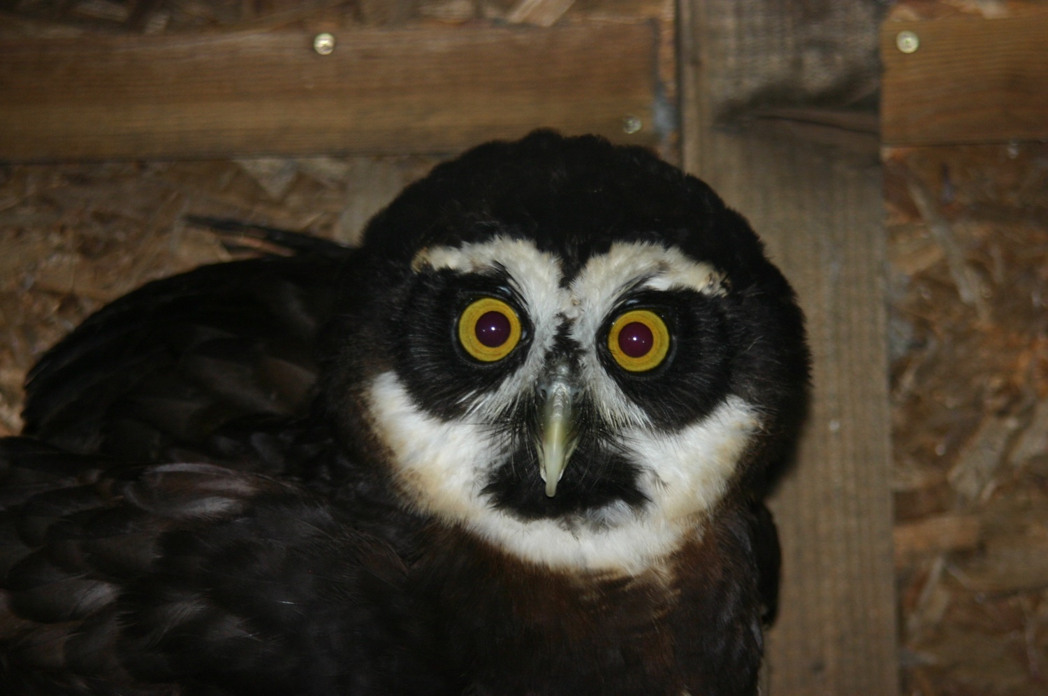 Spectacled Owl for sale