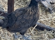 RARE SHETLAND CHICKENS