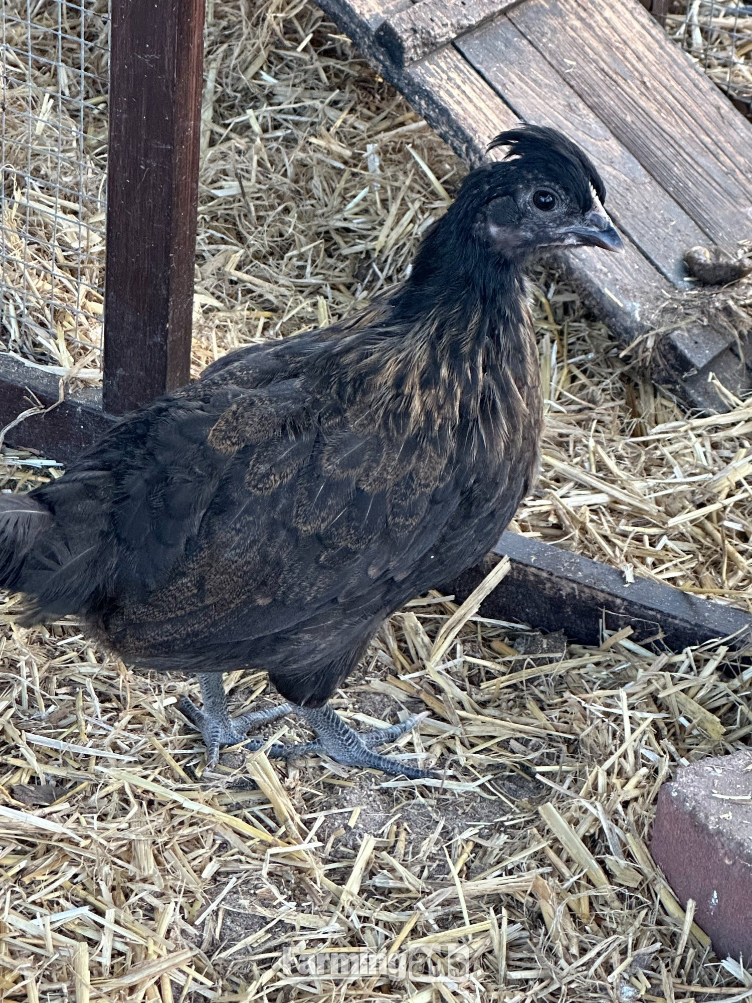 RARE SHETLAND CHICKENS
