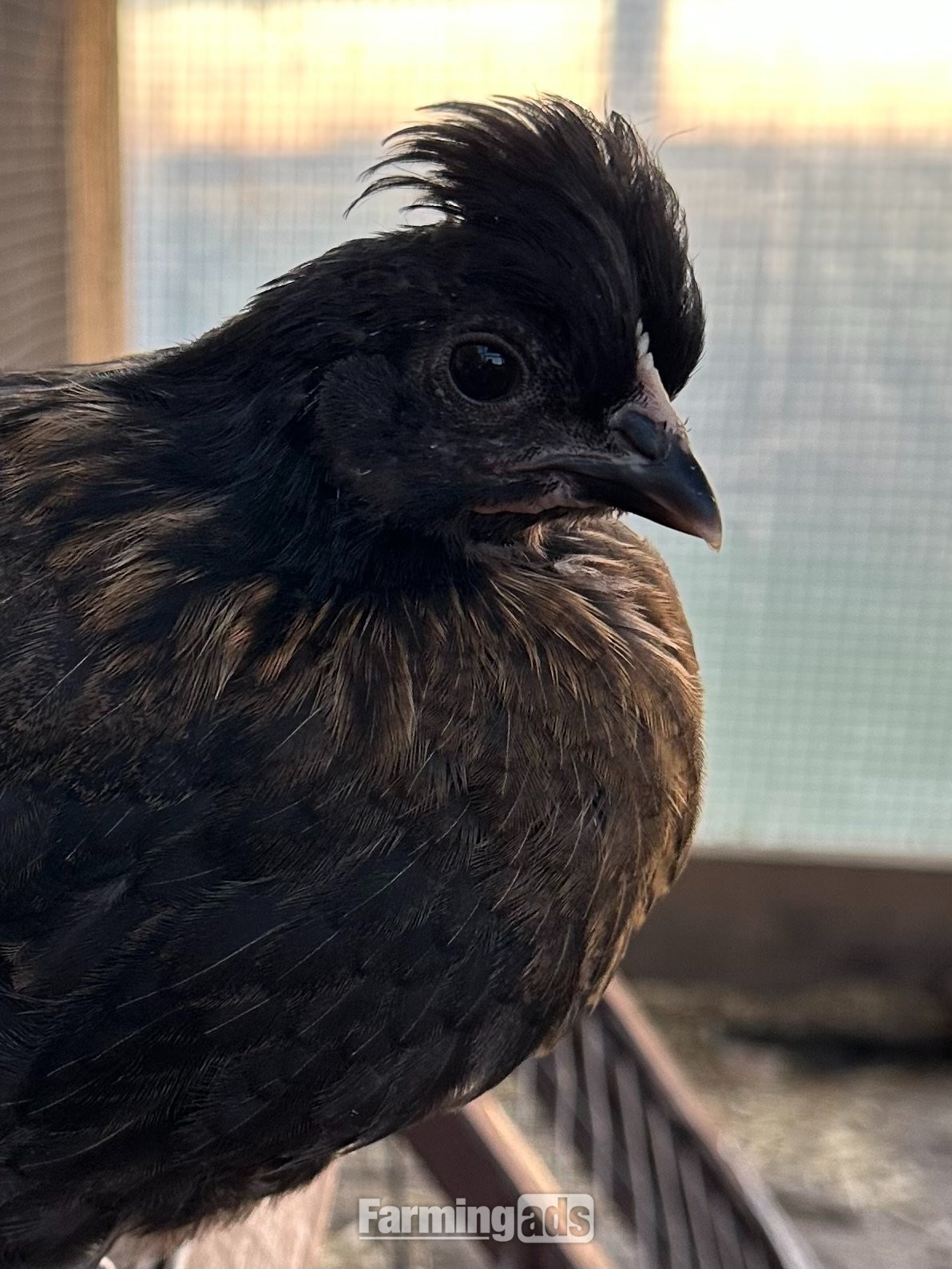 RARE SHETLAND CHICKENS