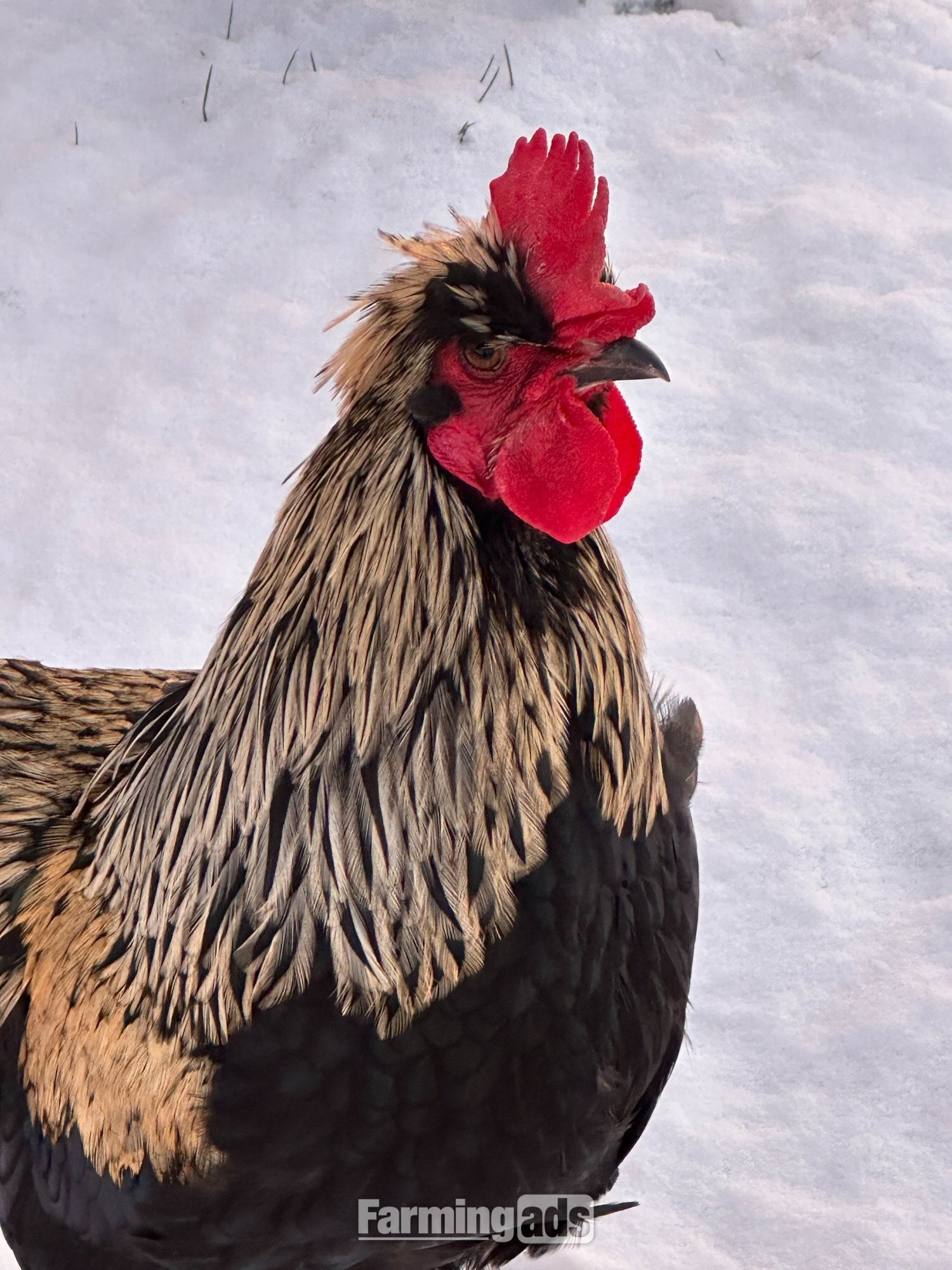  RARE SHETLAND CHICKENS