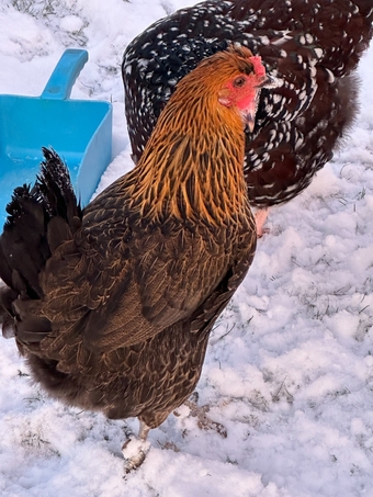 RARE SHETLAND CHICKENS