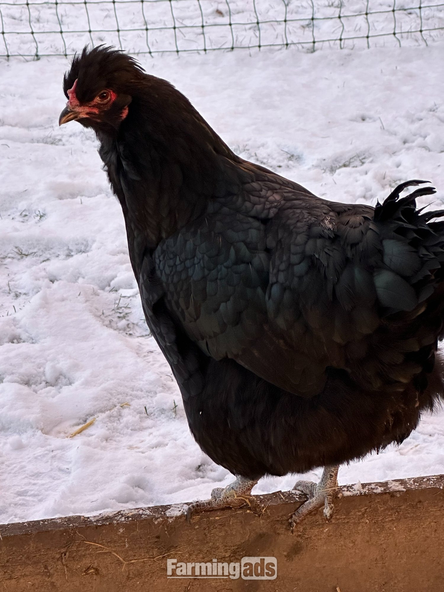 RARE SHETLAND CHICKENS - {CATEGORY}