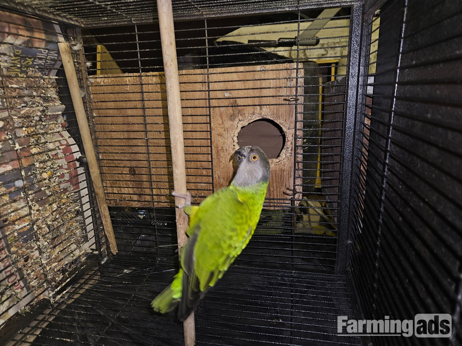 Ungendered senegal parrot
