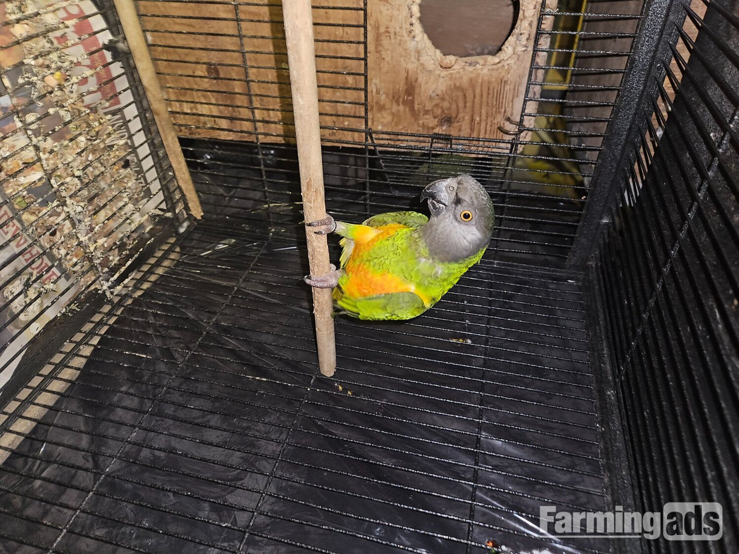 Ungendered senegal parrot