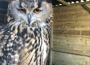 European Eagle Owl - female