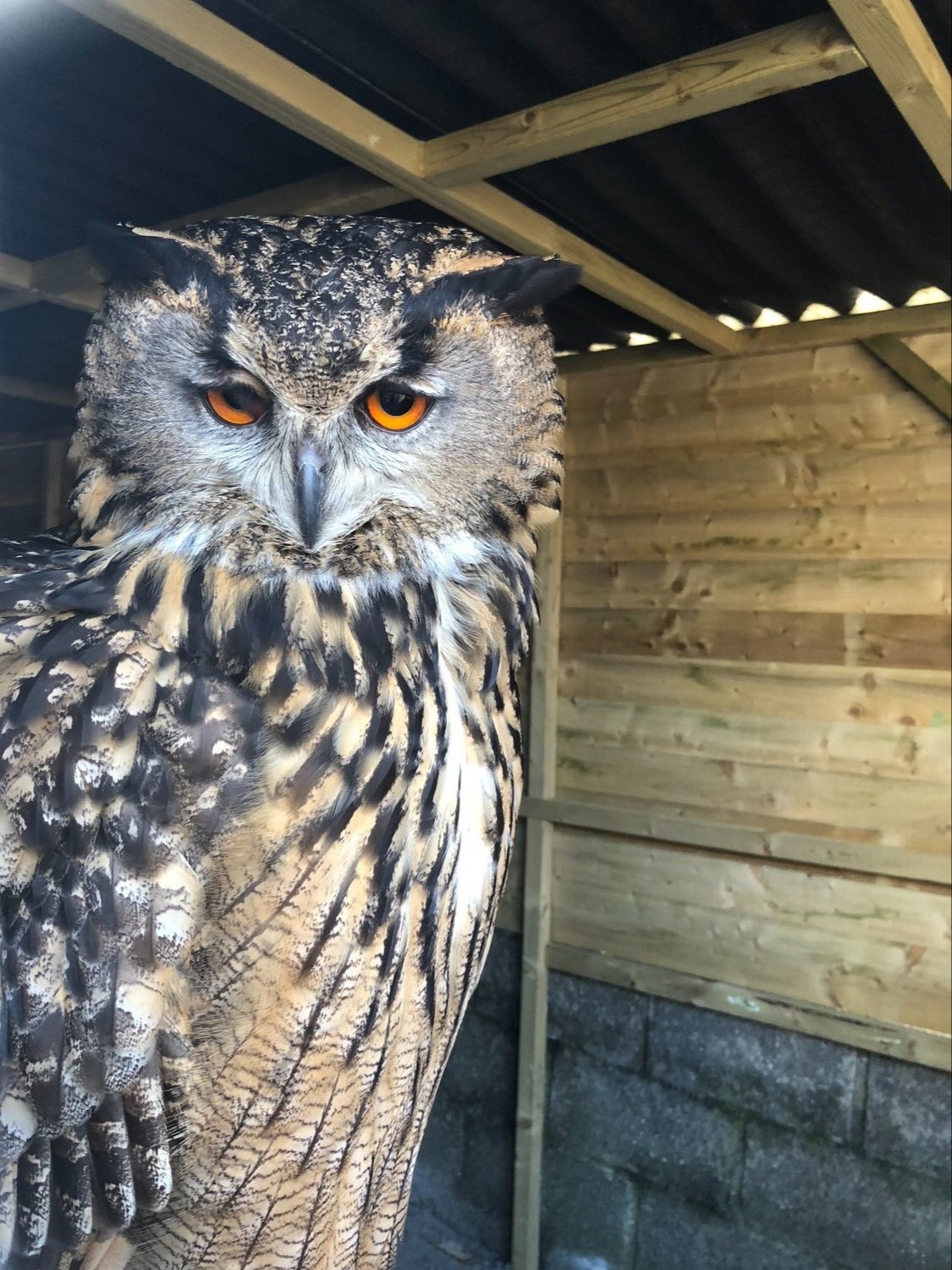 European Eagle Owl - female