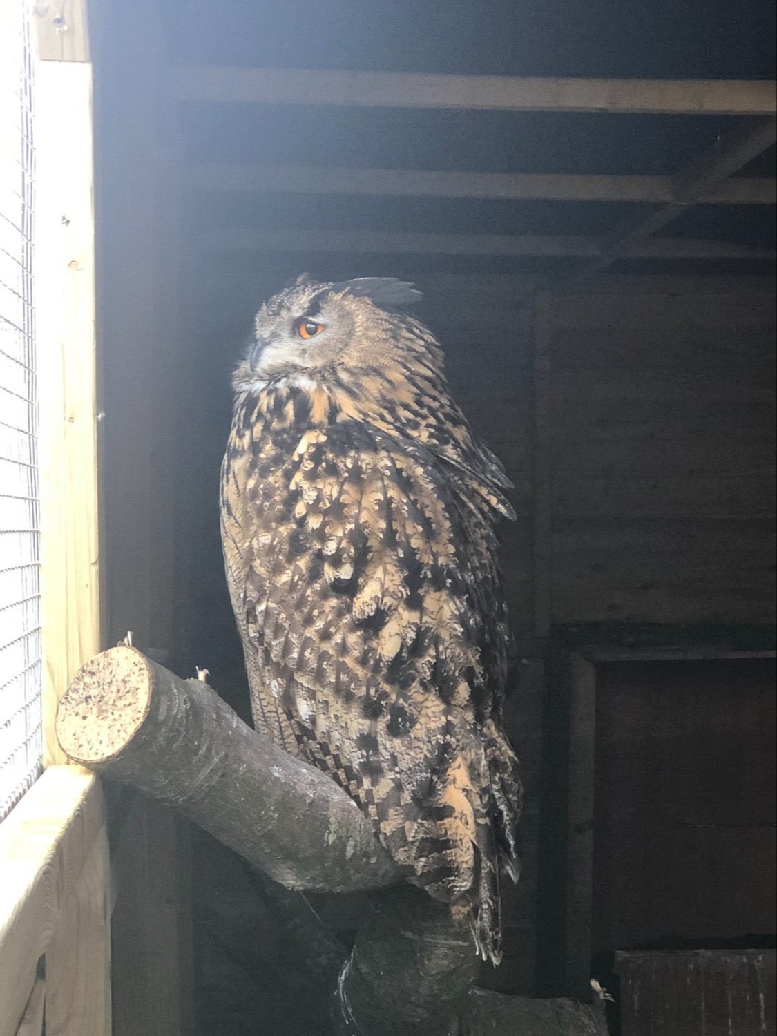 European Eagle Owl - female
