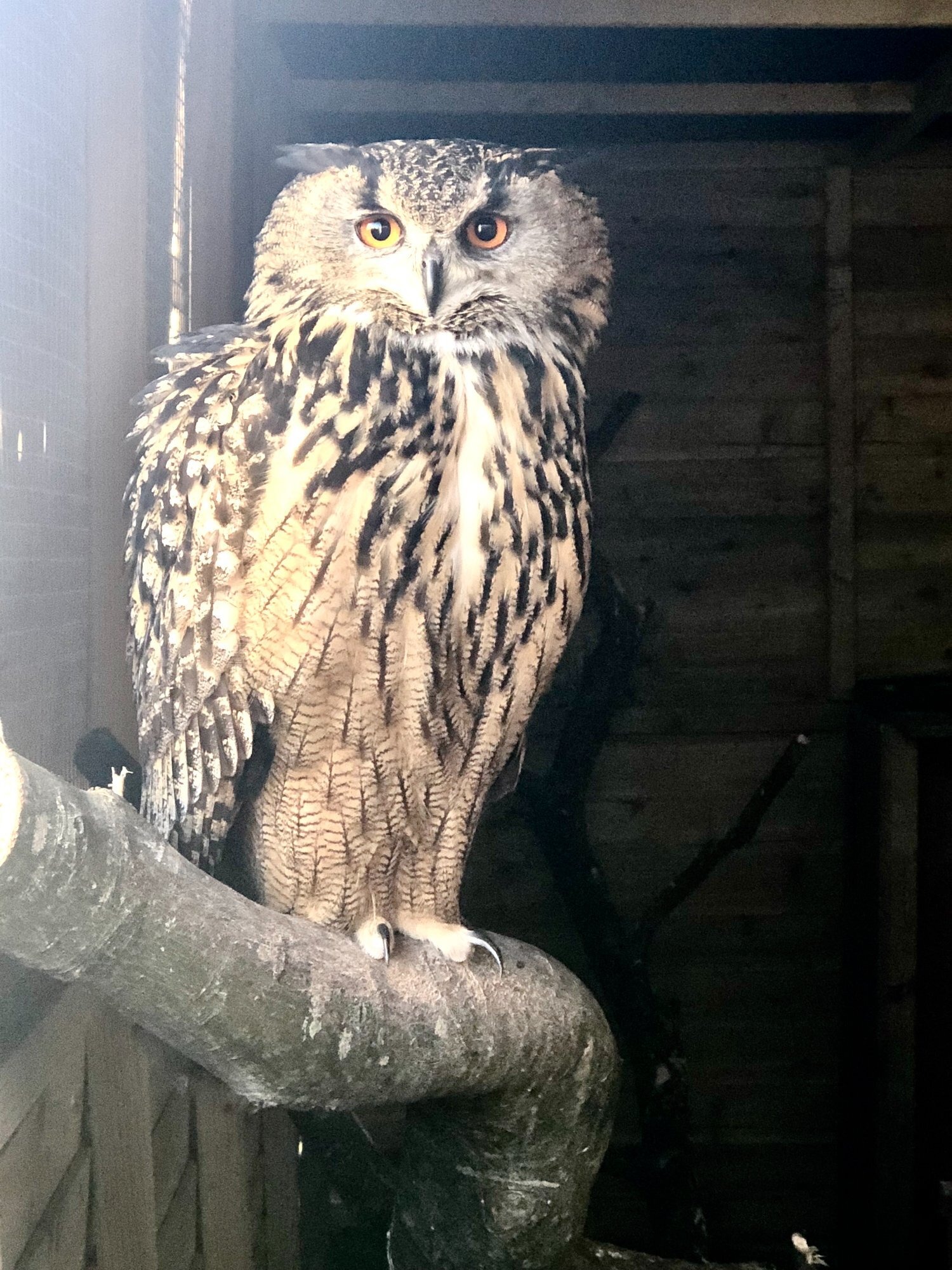  European Eagle Owl - female