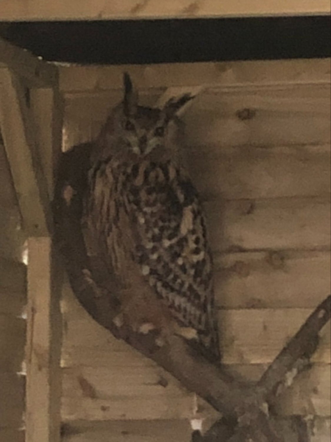 European Eagle Owl - female - {CATEGORY}