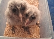 Black Barn Owl Chicks