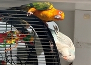 Sun conure (young) blue pallid Quaker (young)