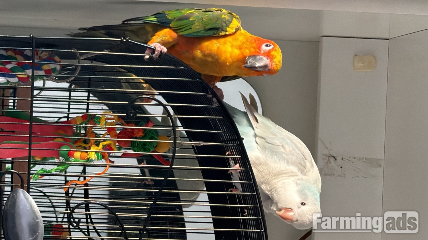Sun conure (young) blue pallid Quaker (young)