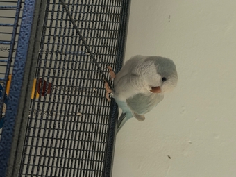 Sun conure (young) blue pallid Quaker (young)
