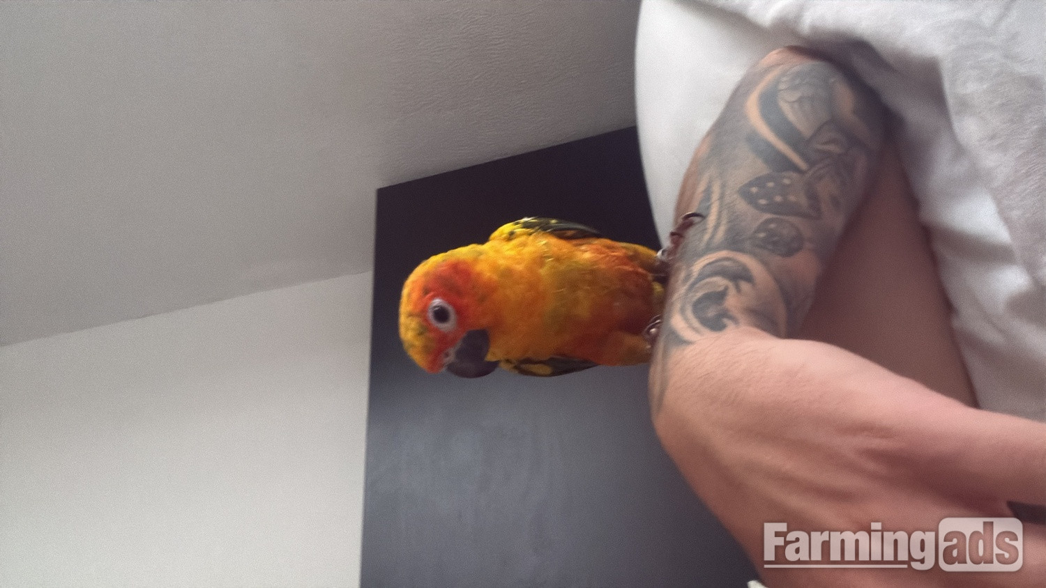 Sun conure (young) blue pallid Quaker (young)