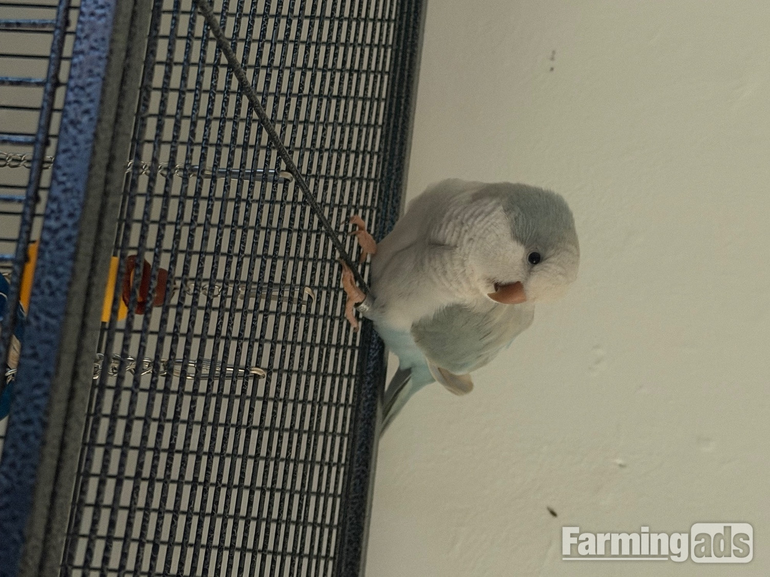  Sun conure (young) blue pallid Quaker (young)
