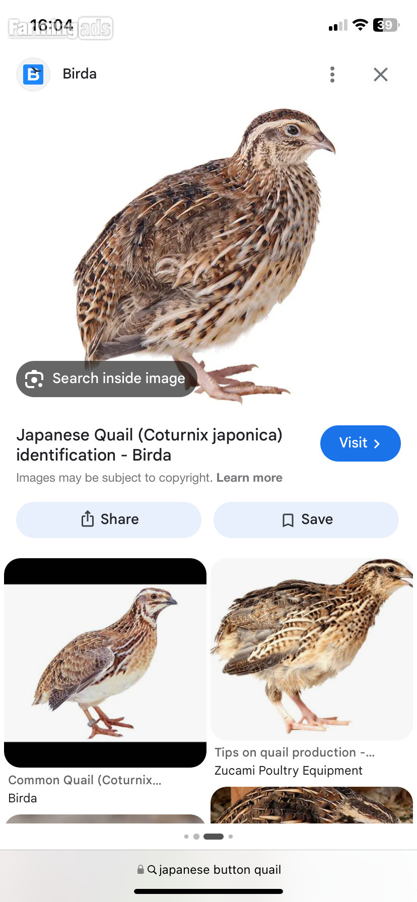 Quail Japanese button 