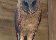 ASHY FACED BARN OWL (Tyto glaucops)