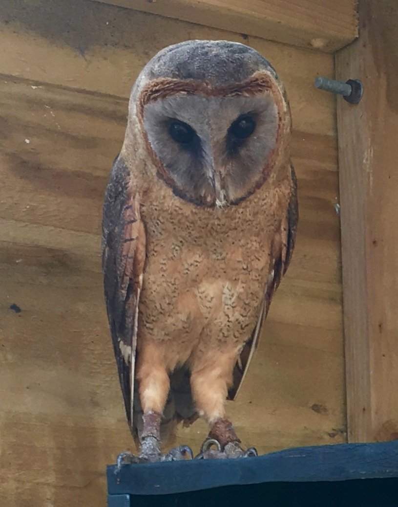 ASHY FACED BARN OWL (Tyto glaucops)