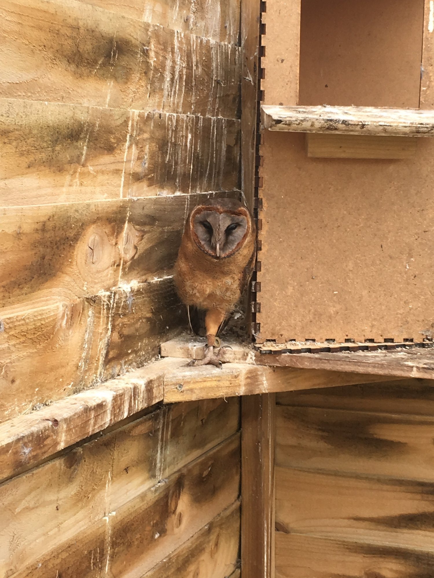 ASHY FACED BARN OWL (Tyto glaucops)