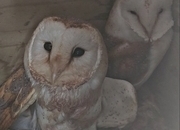 Pair of breeding barn owls