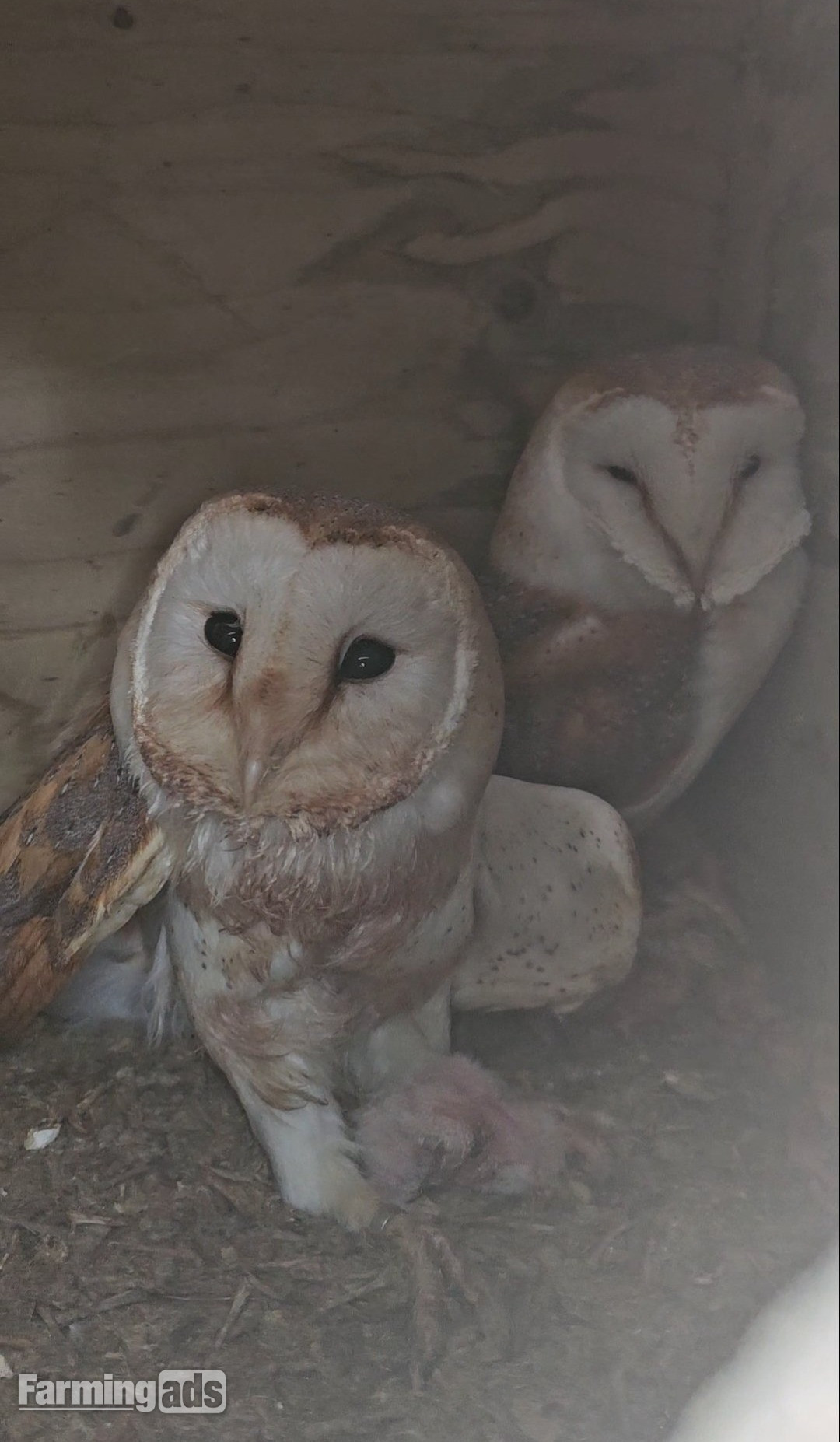 Pair of breeding barn owls