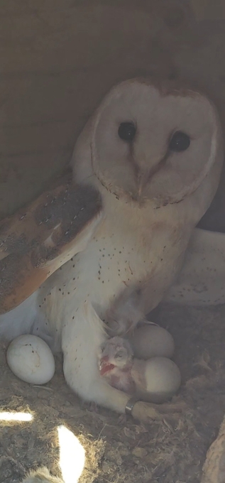 Pair of breeding barn owls