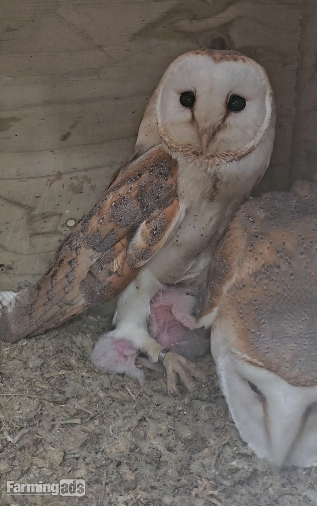 Pair of breeding barn owls