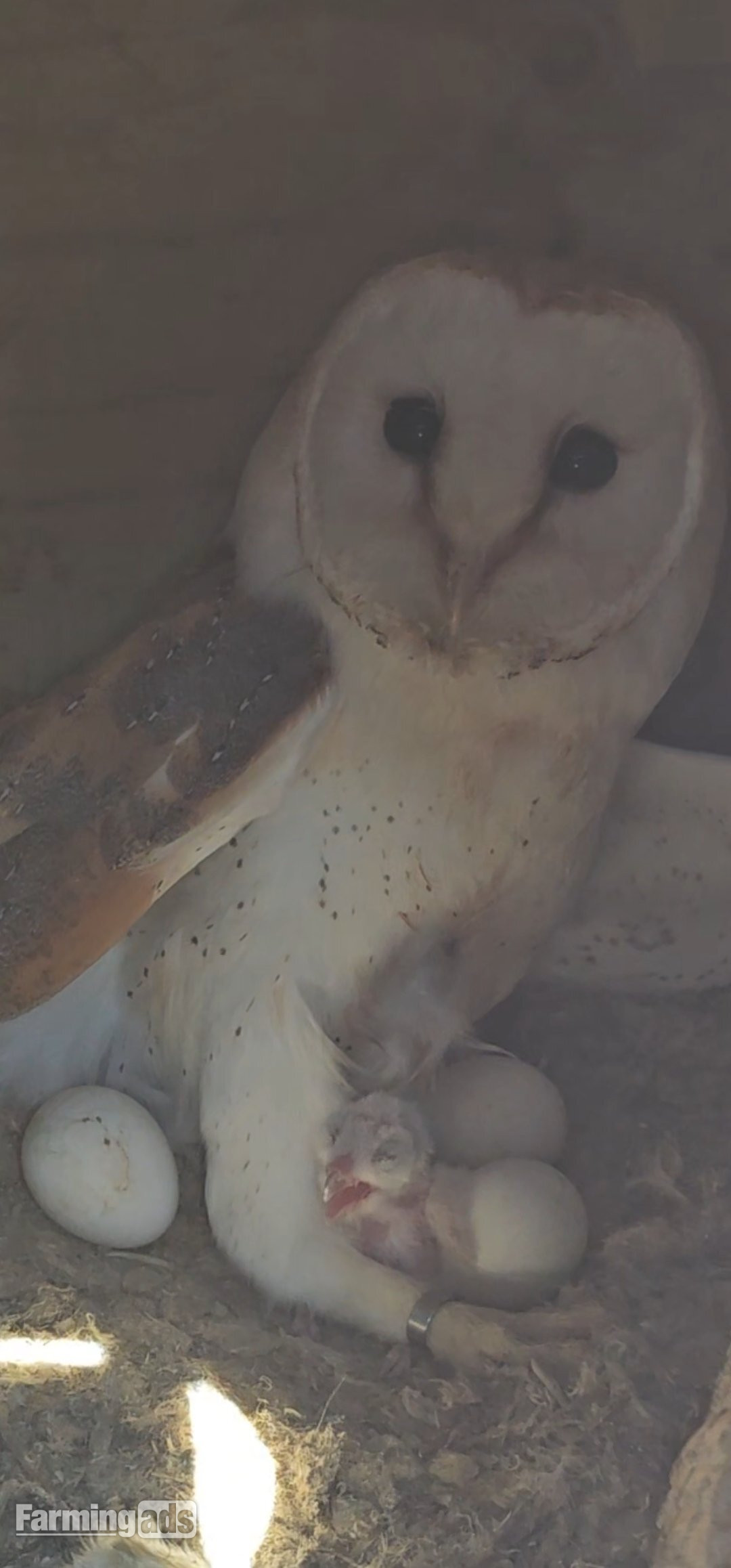  Pair of breeding barn owls