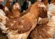 Stunning warrens for sale- great layers 