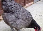 POL Hybrid chickens, variety of breeds/colours