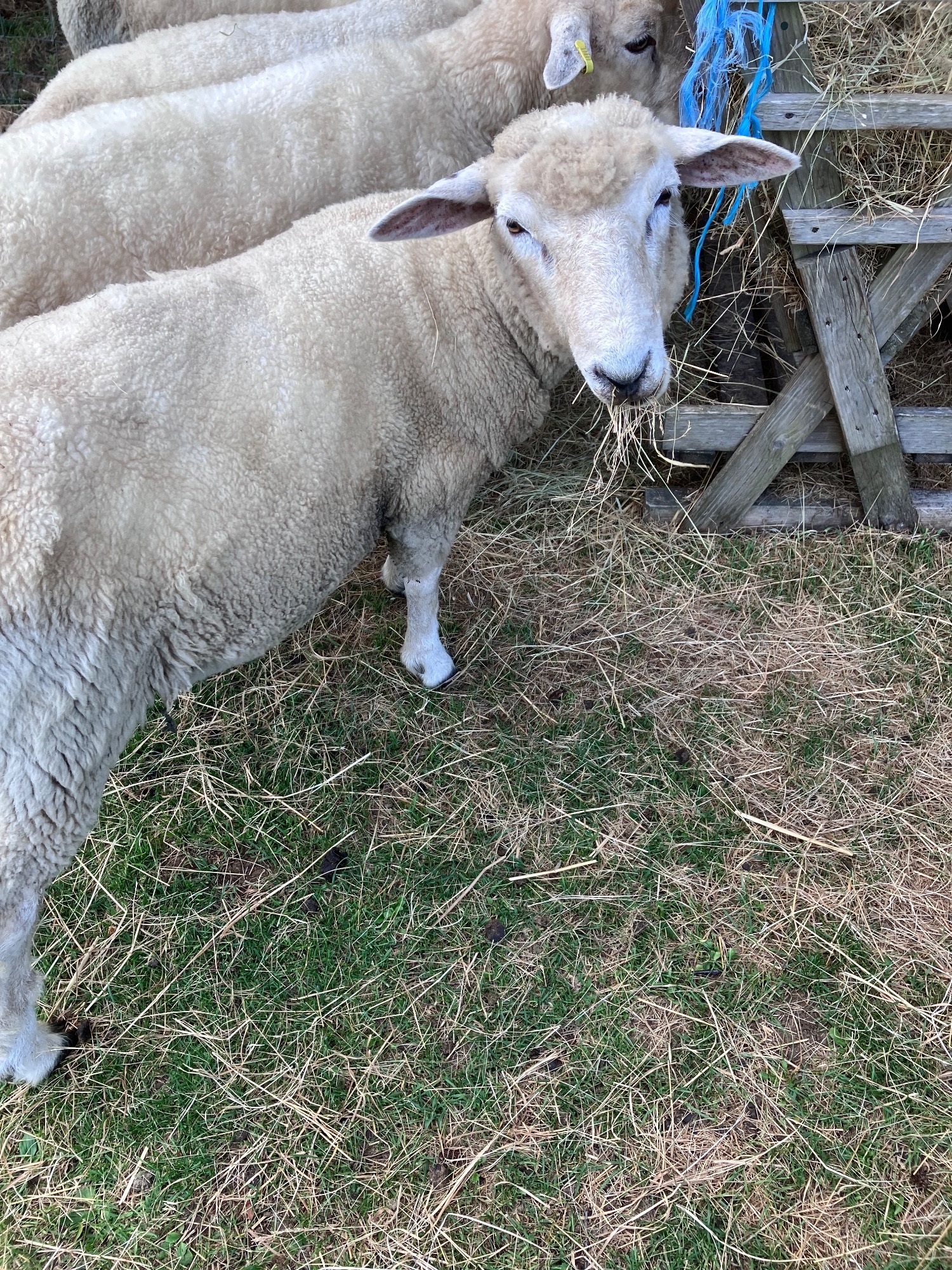 Romney Breeding Rams