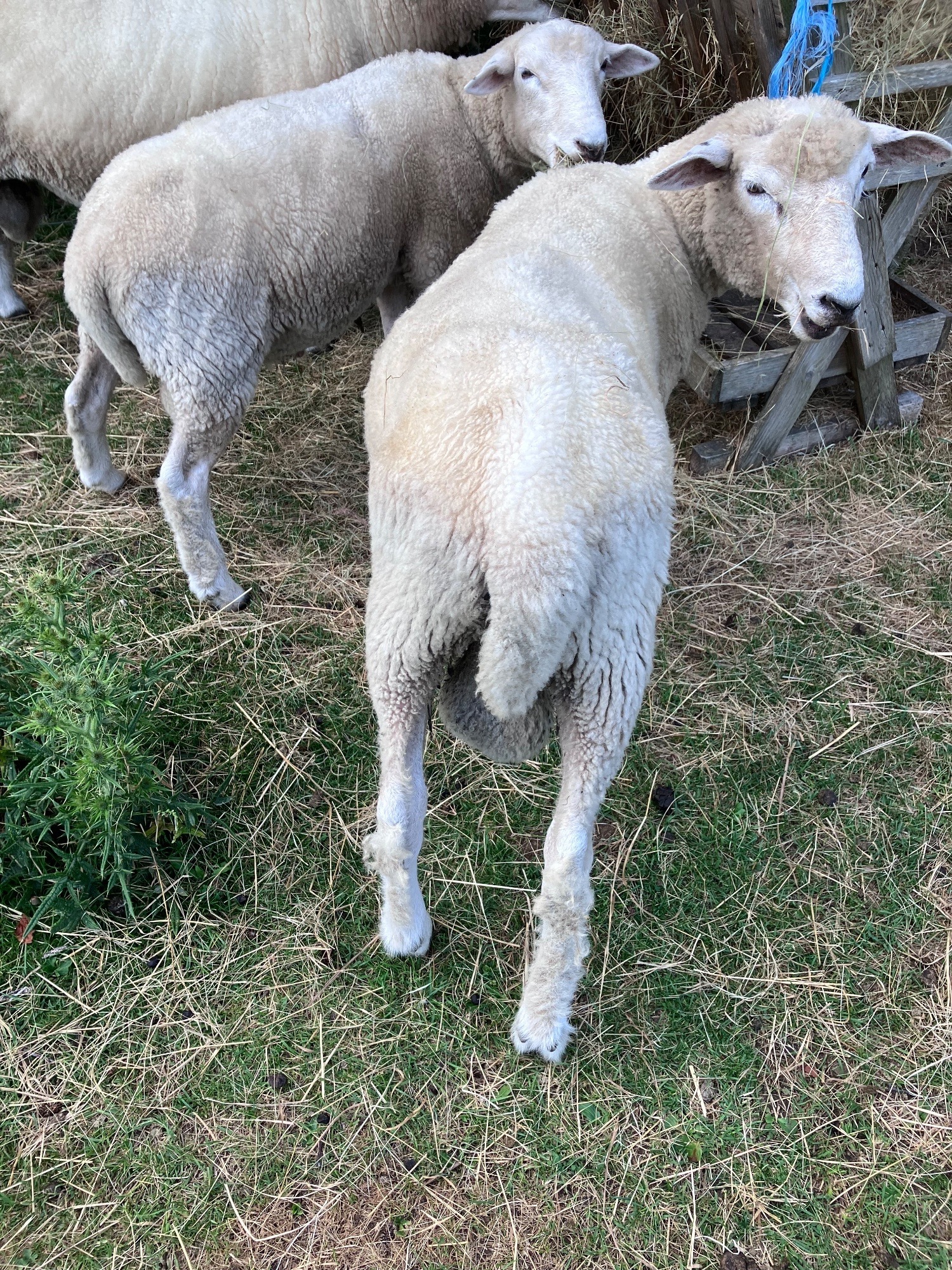  Romney Breeding Rams