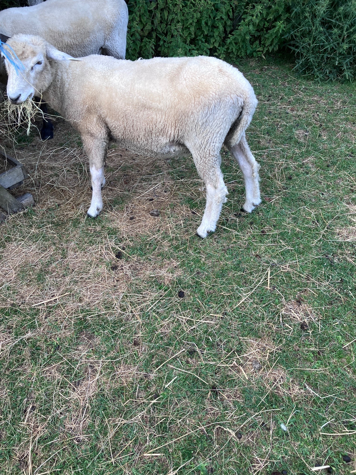 Romney Breeding Rams - {CATEGORY}