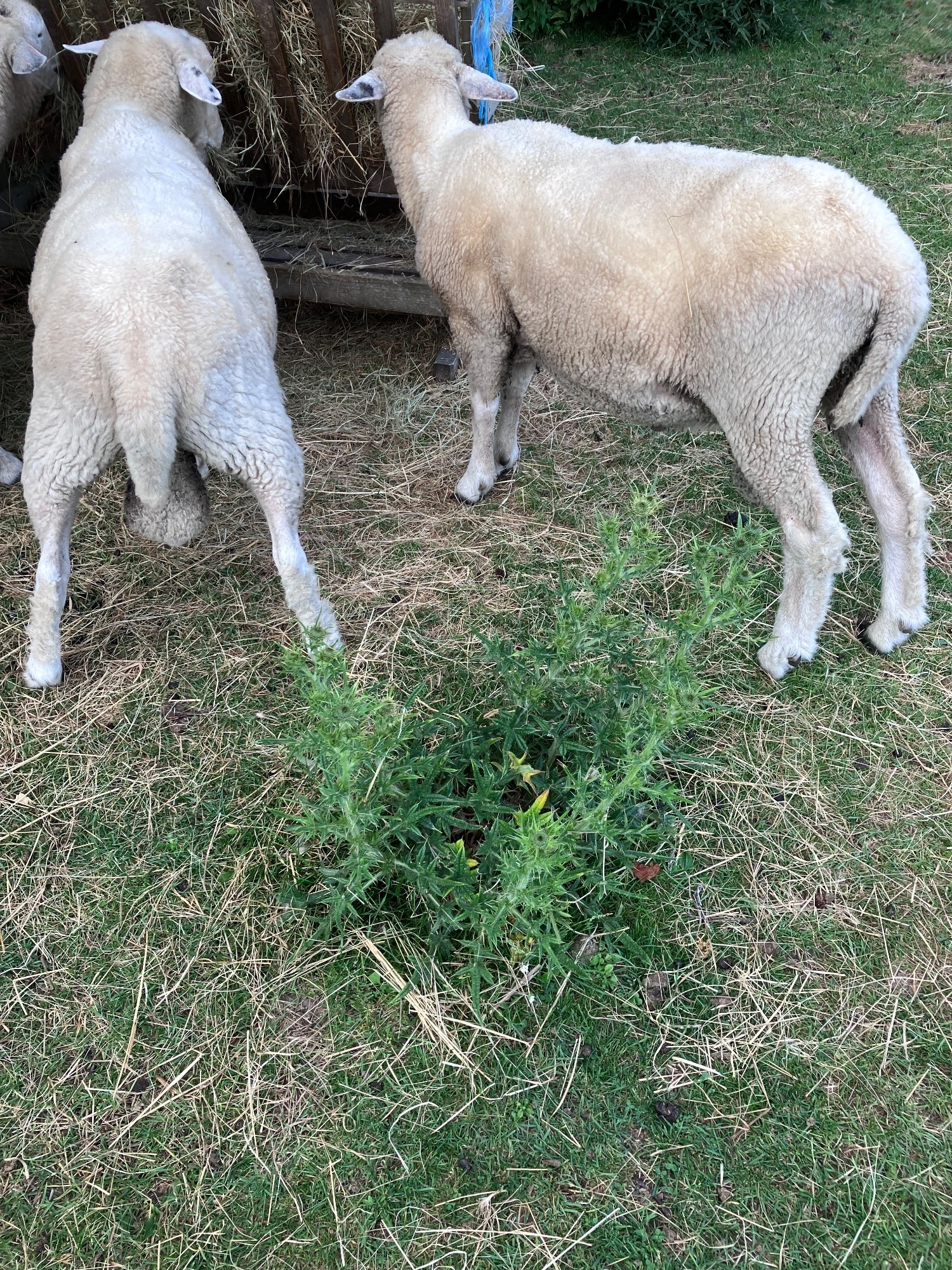 Romney Breeding Rams - {CATEGORY}