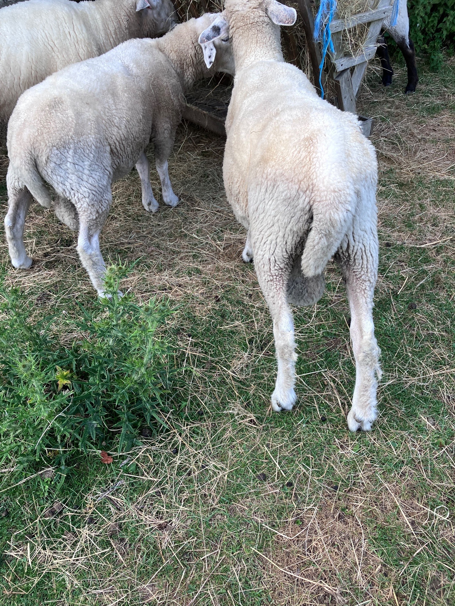 Romney Breeding Rams 