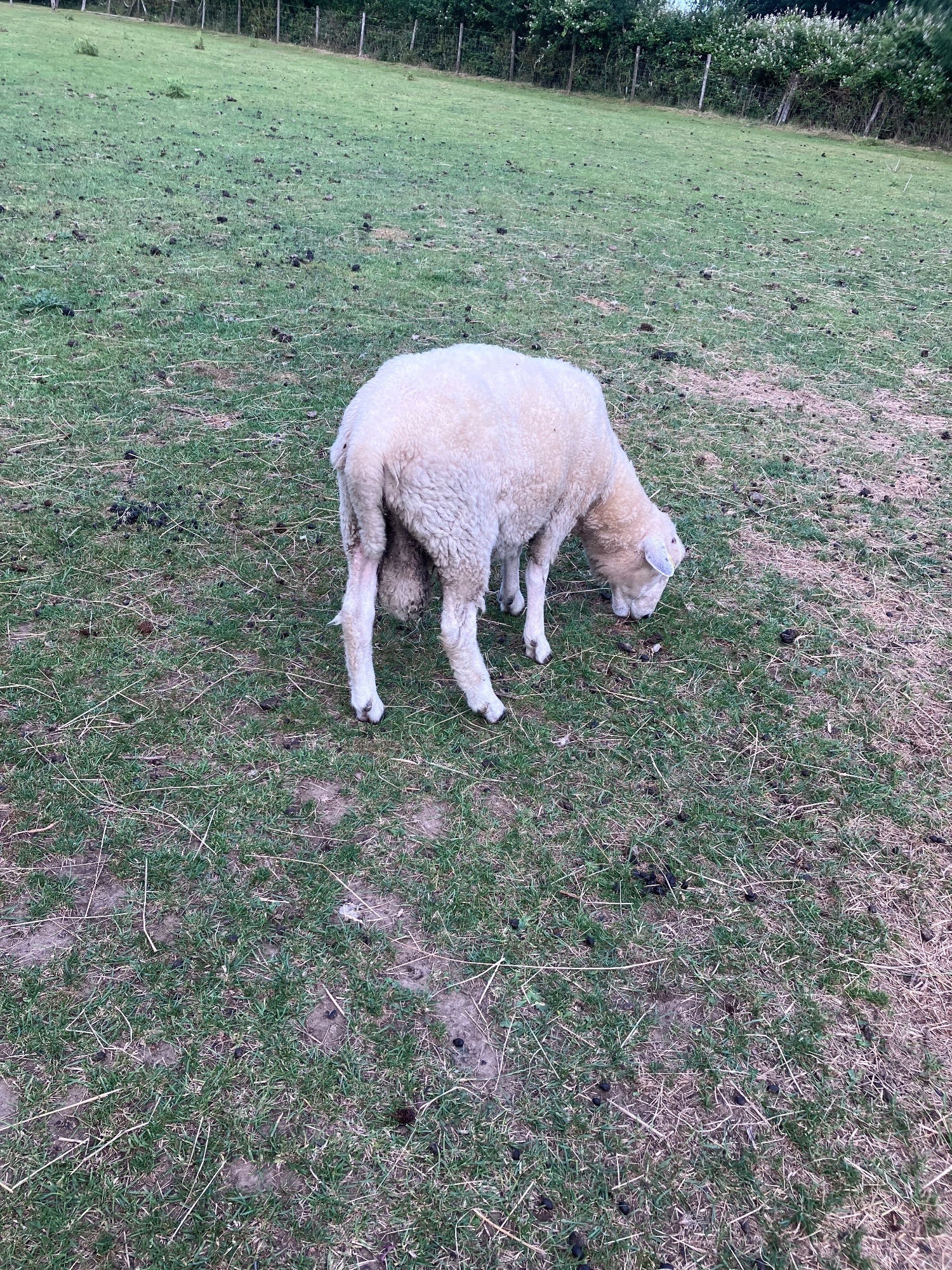 {CATEGORY} - Romney Breeding Rams