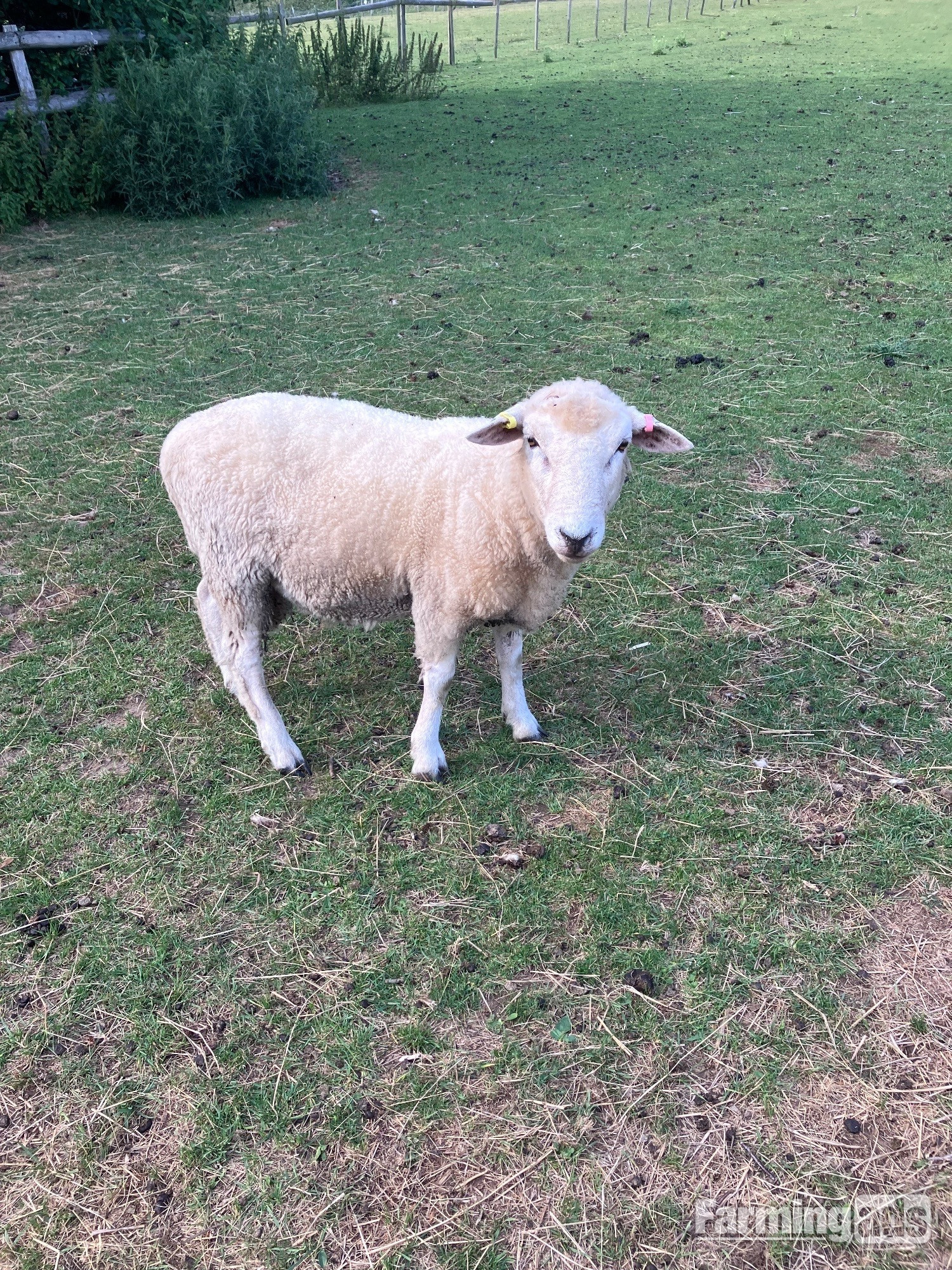 Romney Breeding Rams