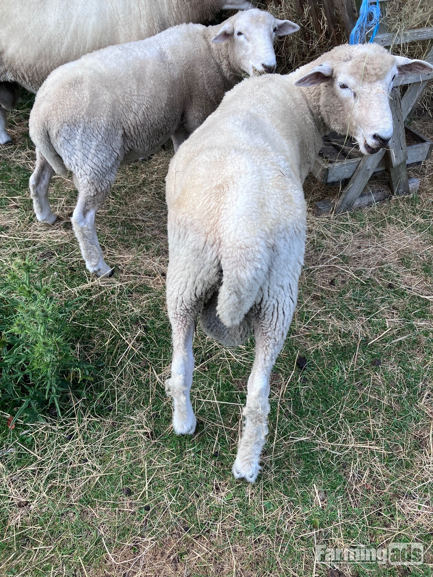  Romney Breeding Rams