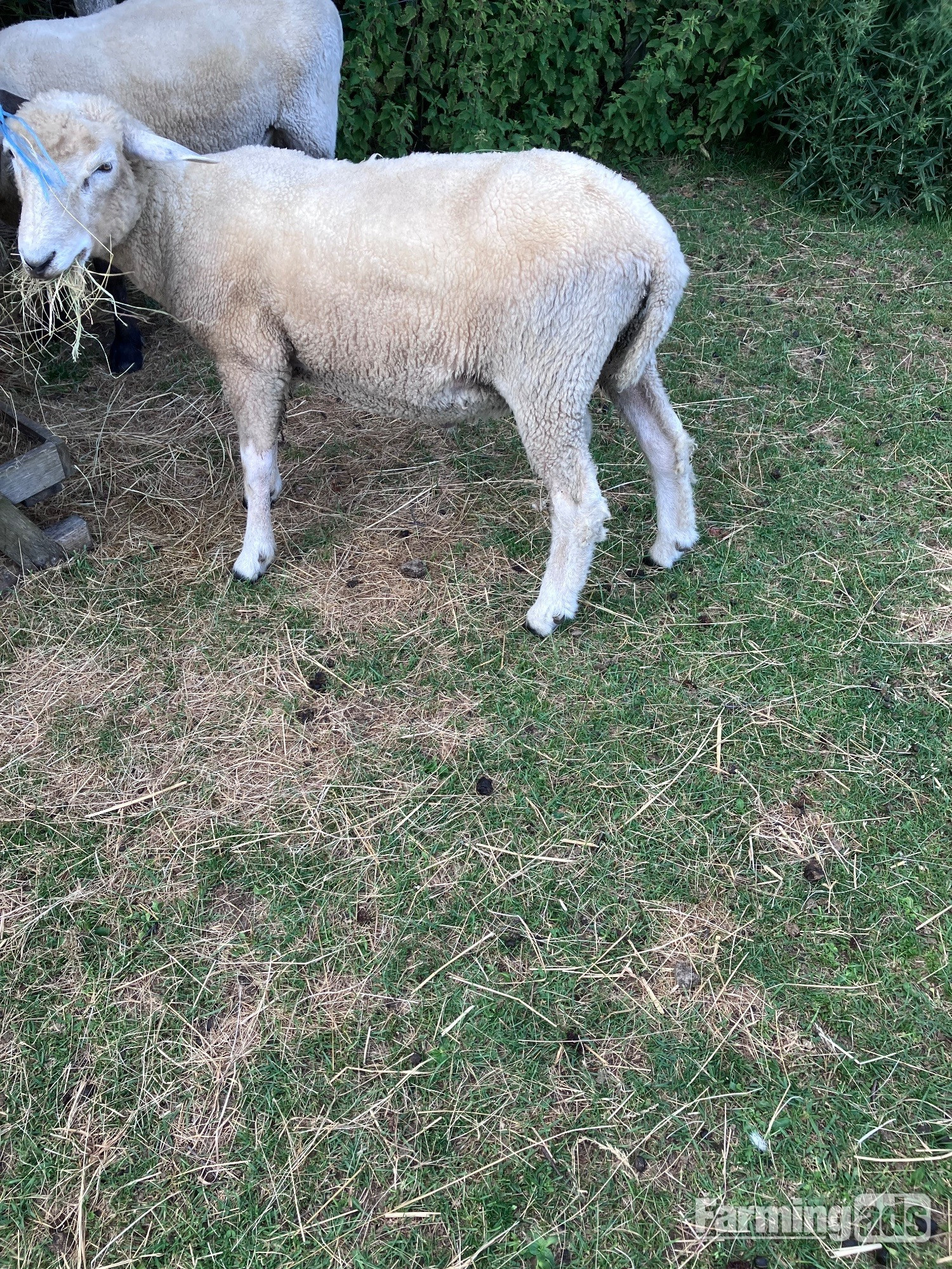 Romney Breeding Rams - {CATEGORY}