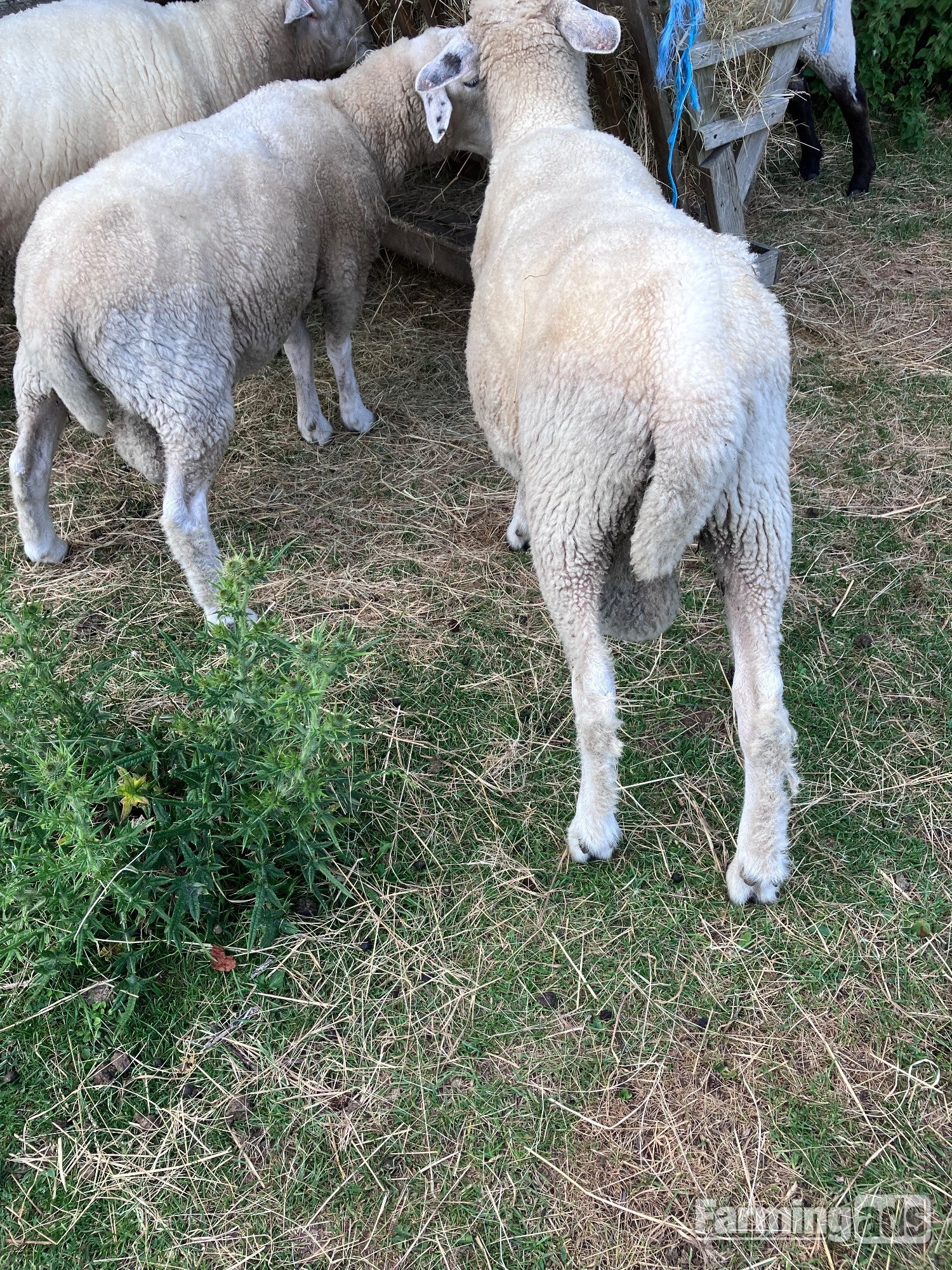 Romney Breeding Rams 