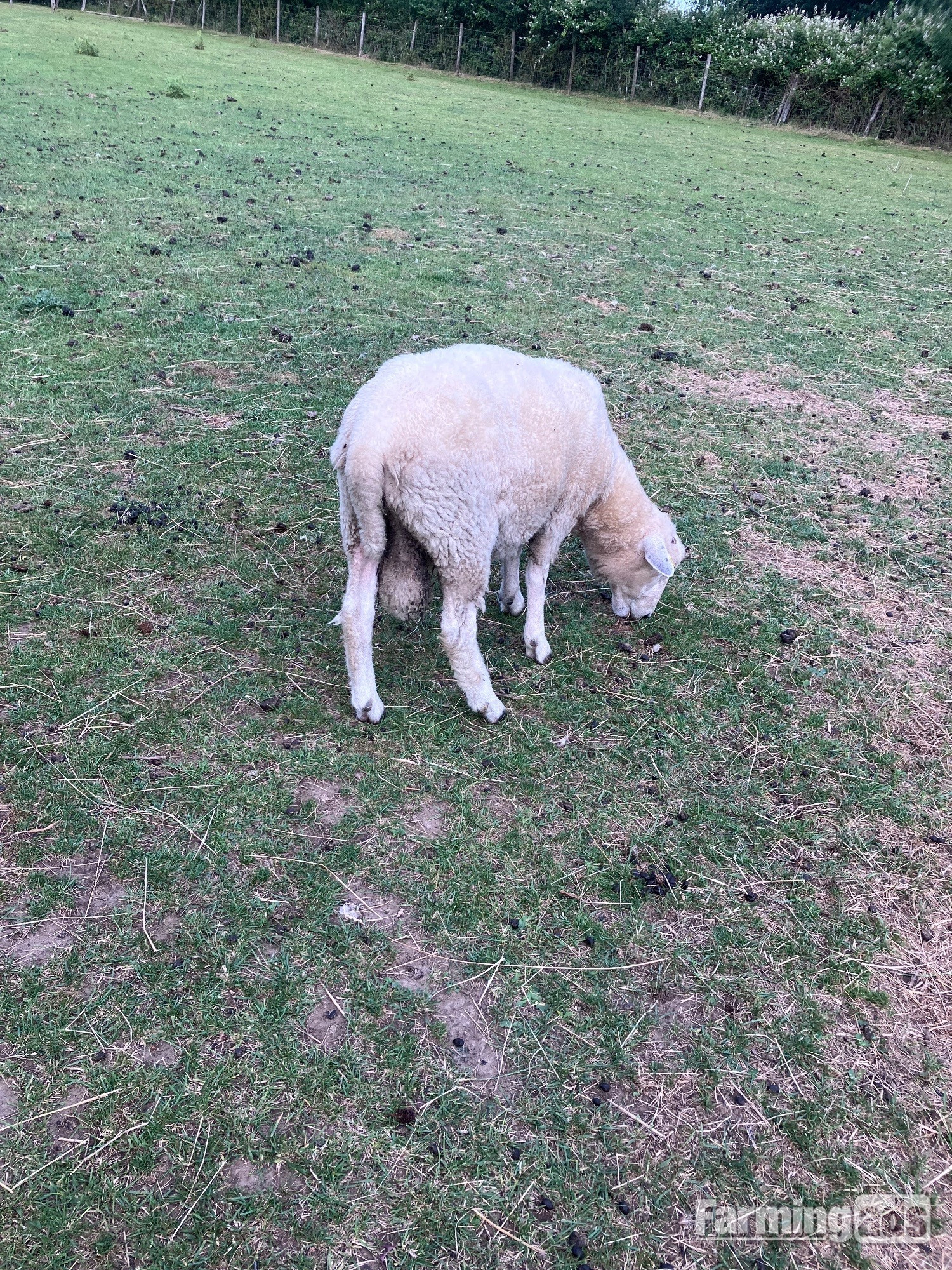 {CATEGORY} - Romney Breeding Rams