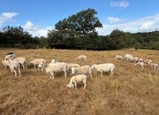 Genuine Flock Reduction of Registered Wiltshire Horn Ewes / Lambs