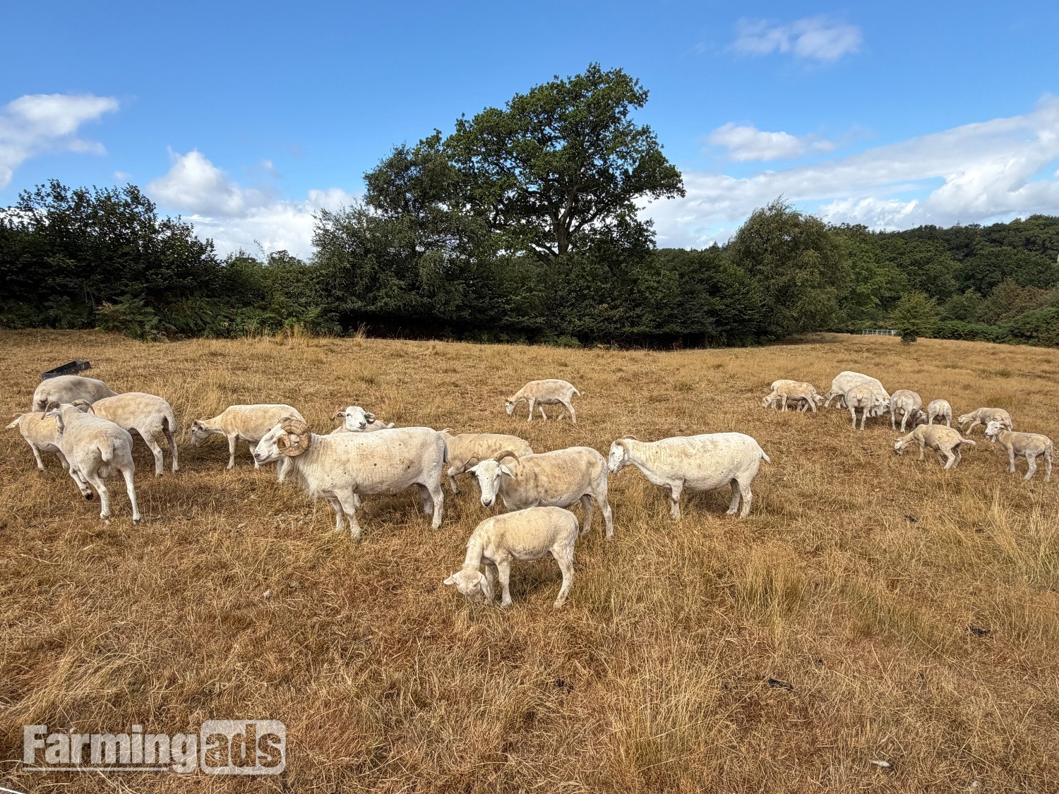 Genuine Flock Reduction of Registered Wiltshire Horn Ewes / Lambs