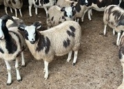 Pedigree Jacob Ewe Lambs. 5months old. Heptavac vaccinated.